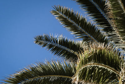 Low angle view of palm tree against sky