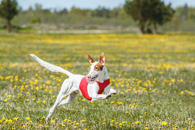 Podenco dog in red shirt running and chasing lure in the field in summer