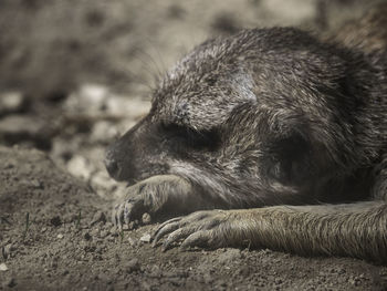 Close-up of animal sleeping on field