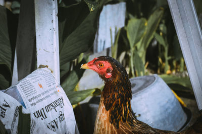 Close-up of a bird