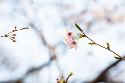 Close-up of cherry blossom on tree