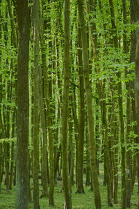 Pine trees in forest