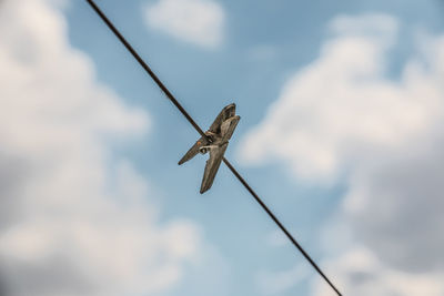 Low angle view of dragonfly on cable against sky