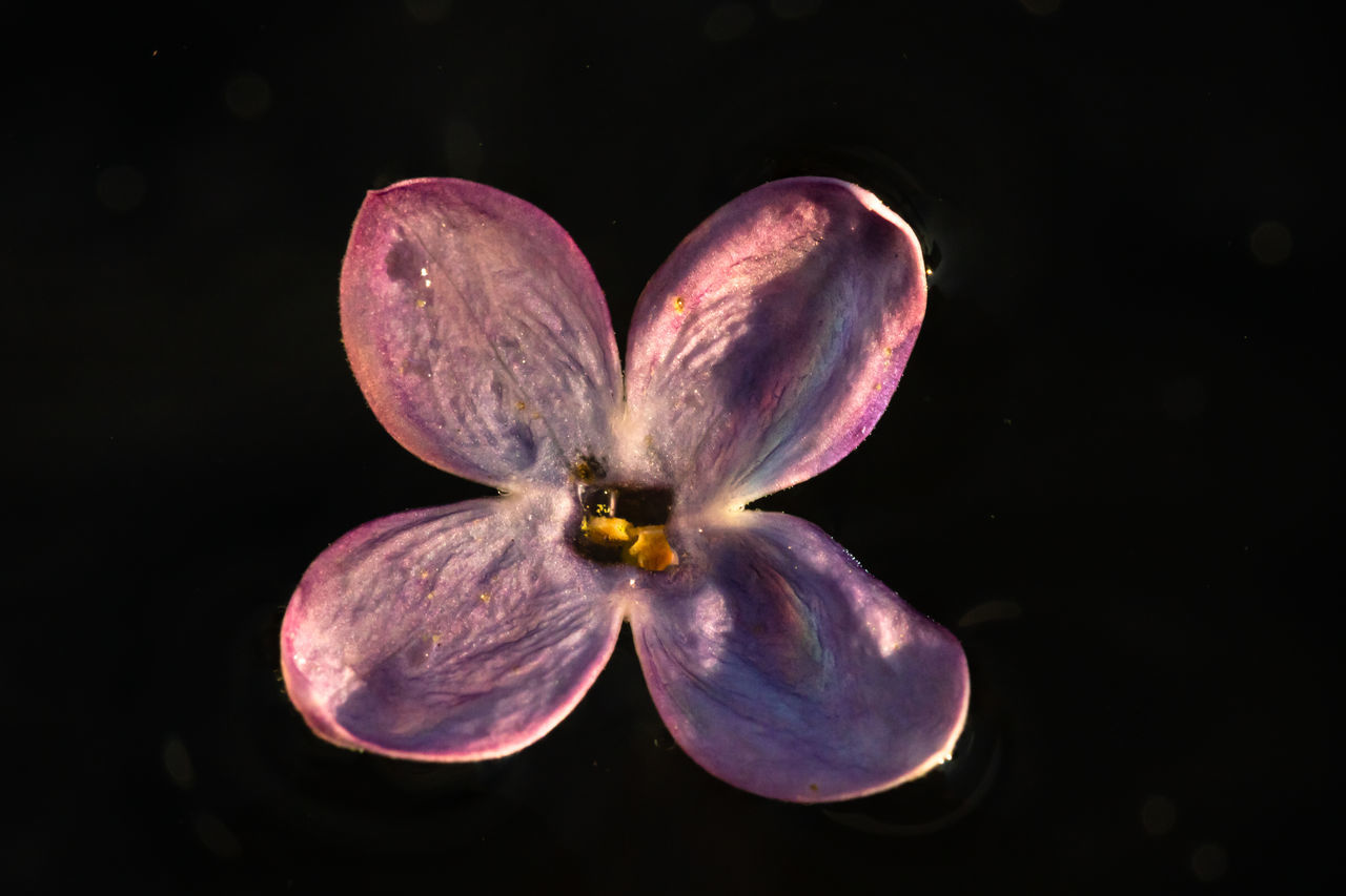 CLOSE-UP OF PURPLE FLOWERING OVER BLACK BACKGROUND