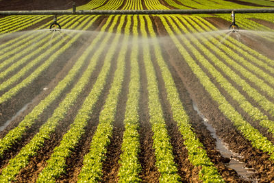 Agricultural sprinklers spraying water on crops at farm