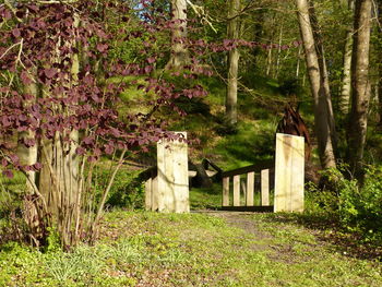 Trees and plants in park