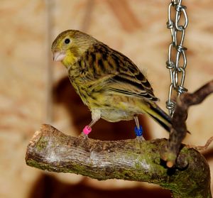 Close-up of bird perching outdoors