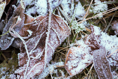 Close-up of frozen dry leaves during winter