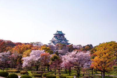 View of cherry blossom trees against clear sky