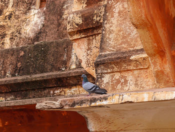 Close-up of bird on wall