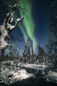 Trees against sky at night during winter