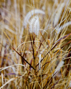 Close-up of dandelion on field