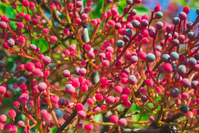 Close-up of berries growing on tree