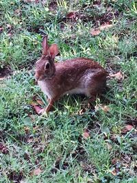 Squirrel on grassy field