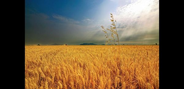 Scenic view of wheat field against sky