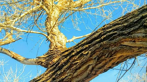 Low angle view of tree against sky