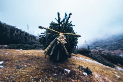 Close-up of pine tree on field during winter