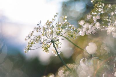 flowering plant