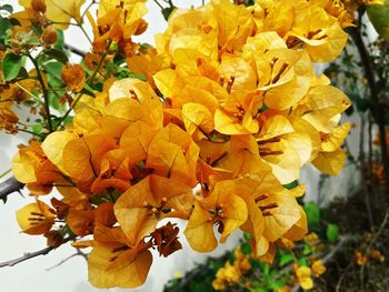 Close-up of orange leaves