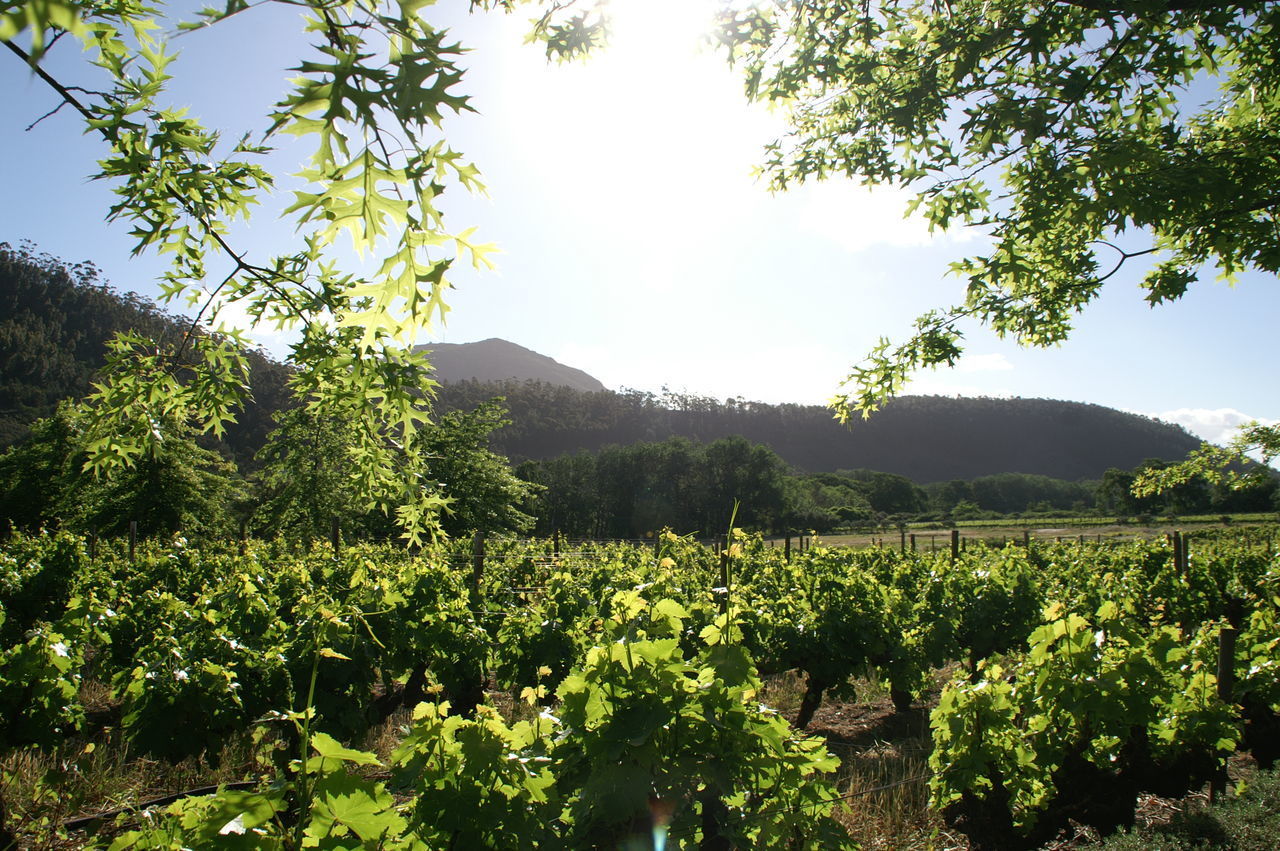 SCENIC VIEW OF VINEYARD