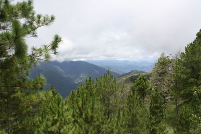 Scenic view of pine trees and mountains against sky