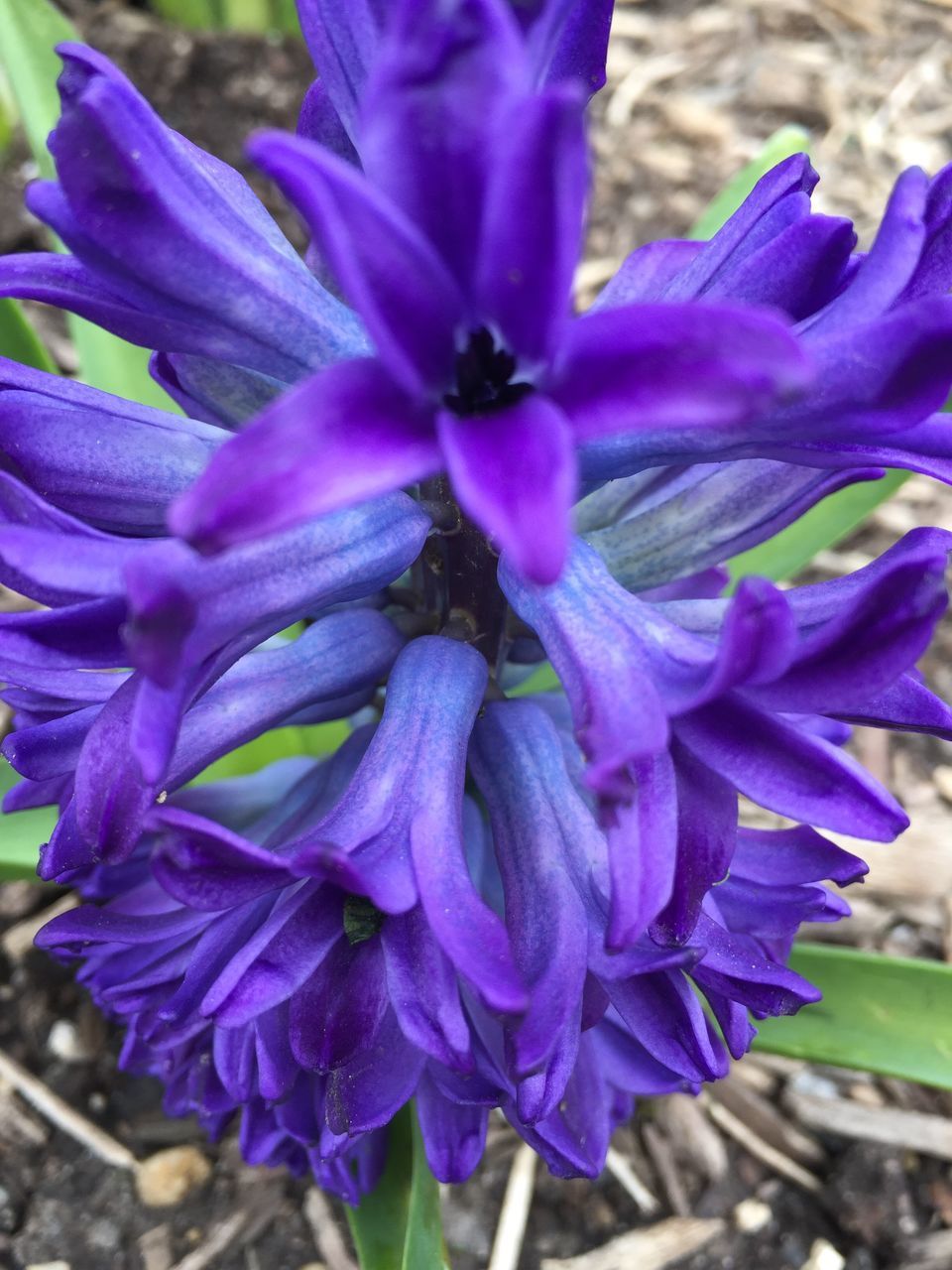 flower, beauty in nature, freshness, growth, nature, fragility, petal, flower head, purple, close-up, day, outdoors, no people, plant