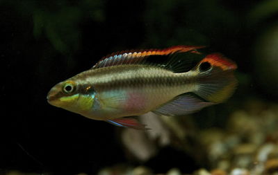 Close-up of fish swimming in aquarium