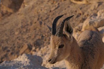 Close-up of ibex on rock in desert 