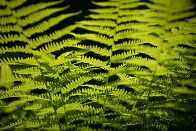 Close-up of fern leaves