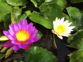 High angle view of lotus water lily