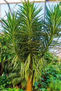 Close-up of palm trees against sky