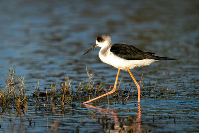 Black-winged stilt wades past grass in shallows