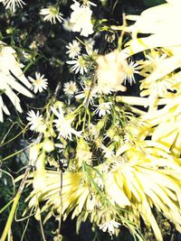 Close-up of yellow flower