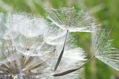 Close-up of dandelion on plant