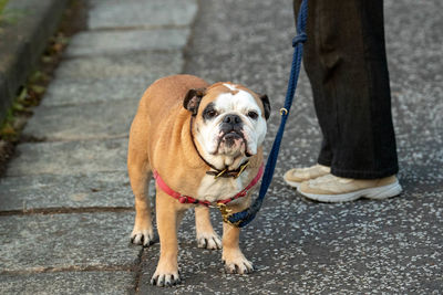 Portrait of dog standing outdoors