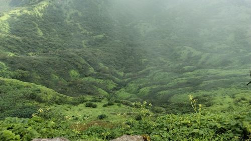 Scenic view of forest