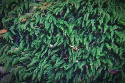 Full frame shot of green leaf