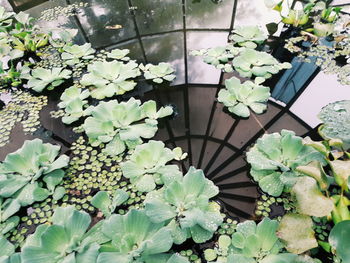 High angle view of plants