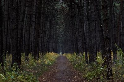 Pine trees in forest
