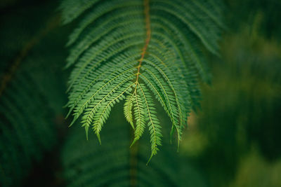 Close-up of fresh green plant