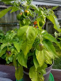 Close-up of berries growing on potted plant
