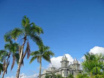 Low angle view of trees against blue sky