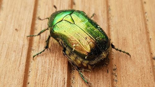 High angle view of insect on wood