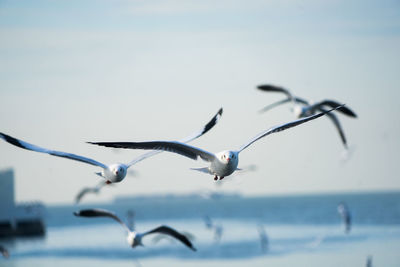 Close-up of birds flying against clear sky