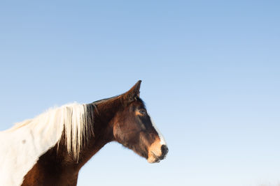 Low angle view of horse standing against clear blue sky