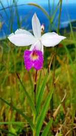 flowering plant