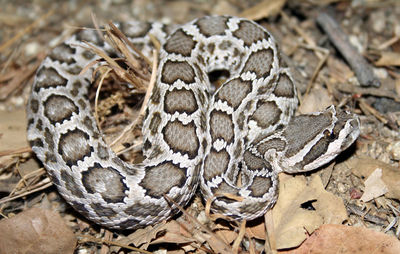Close-up of lizard on land