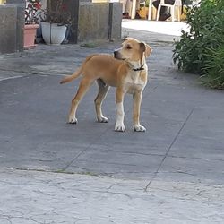 Dog standing on sidewalk