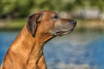 Close-up of a dog looking away