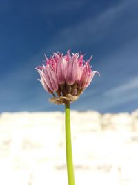 Close-up of pink flower blooming against sky